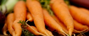 Økologiske gulerødder fra Gartneriet Marienlyst