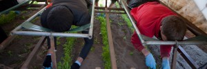 Håndlugning af gulerodsmark på Gartneriet Marienlyst